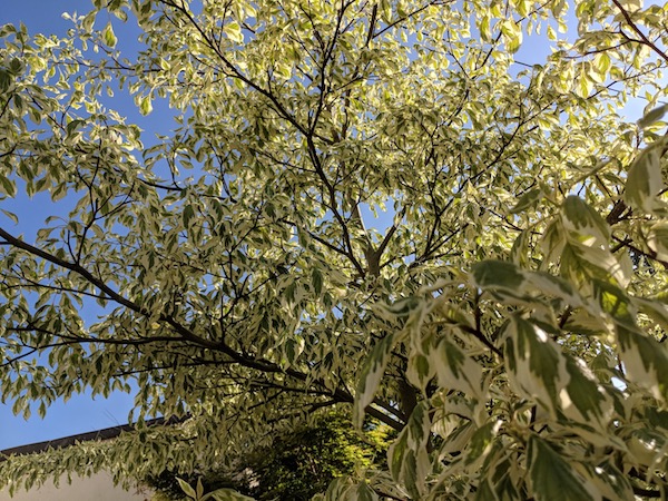 Green spaces